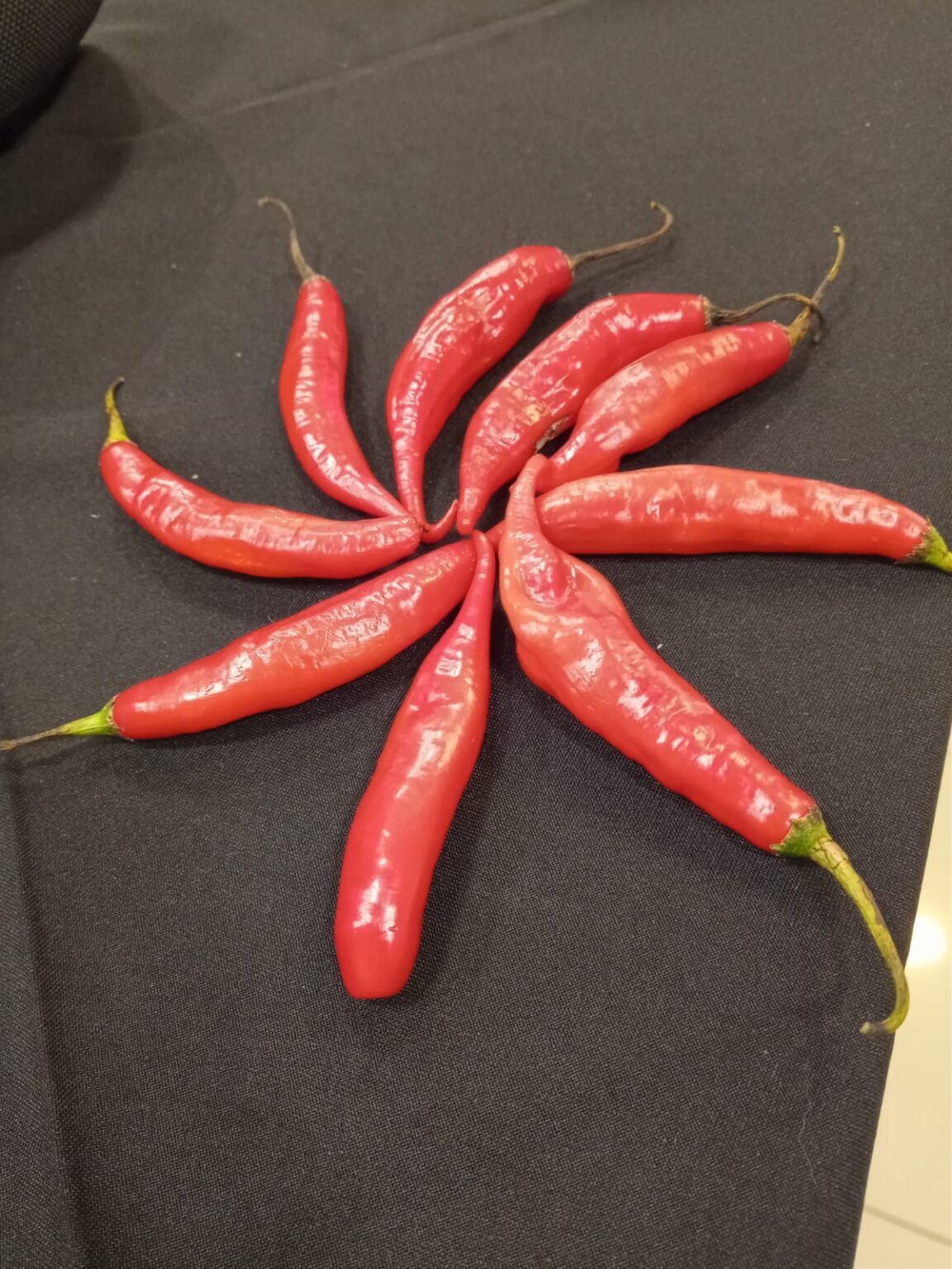 WhatsApp Image 2025-10-15 at 22.32.04 (1)